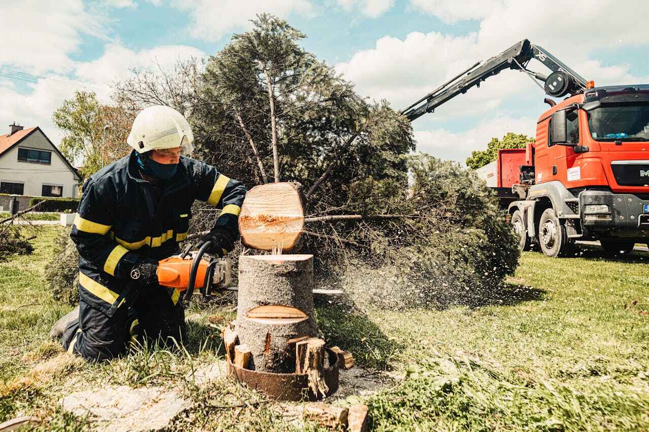 Best Local Tree Services  in Attica, MI